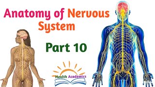 Anatomy of Nervous System Nerve Plexuses Interesting Video with Amharic Speech Part 10 [upl. by Care]