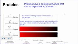 Protein Structure HL IB Biology [upl. by Anilad151]