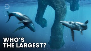 Largest Creatures To Ever Exist On Earth [upl. by Cosme]