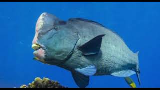 humphead parrotfish sounds [upl. by Sellig]