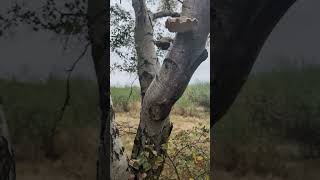 The Mysterious Birch Polypore mushroom nature shorts forest travel [upl. by Lairret201]