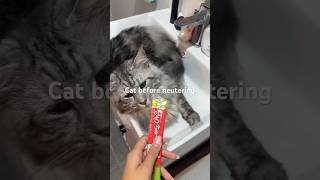 Male cat reaction after being neutered 🥲 cat catlover pets petslover catcontent shorts [upl. by Moina]