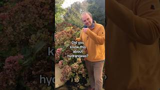 Free hydrangea plants Cuttings from your hydrangea dried flower head display gardeningtips [upl. by Celeski]