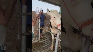 Iv drips in cattlet treatmentsick cow injectionrecoveredenteritisyoutubeshorts viralvideo [upl. by Lotsirb91]