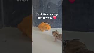 Frog eyed gecko first time seeing her new toy 😁 [upl. by Neeli]