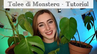 Talee di Monstera Deliciosa  TUTORIAL [upl. by Jamaal910]