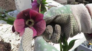 Growing and Propagating Helleborus x hybridus  Hellebores [upl. by Hube]