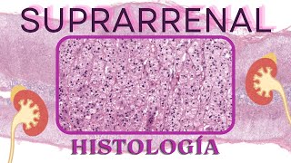 Histología de la Suprarrenal [upl. by Martinez]