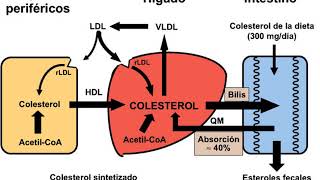 Relatos de ciencia Sintesis de colesterol y lipoproteinas [upl. by Nicoli182]