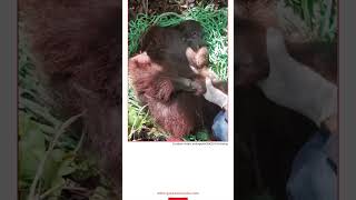 PENYELAMATAN ORANGUTAN DARI JERAT [upl. by Otipaga238]