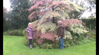 Cornus controversa Variegata Wedding Cake Tree introduction [upl. by Cilka]