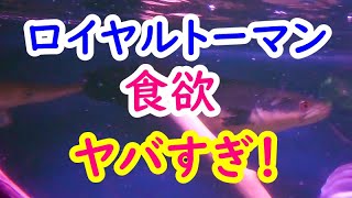 【大型魚混泳水槽】ロイヤルトーマン、餌を食べ過ぎてお腹がヤバすぎ！ [upl. by Kimmie451]