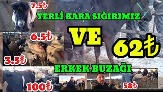 YERLÄ° KARA SIÄžIRIMIZ VE ERKEK BUZAÄžI 62â‚º  03102024 Ã‡UBUK CANLI HAYVAN PAZARI BÃ–LÃœM 3 [upl. by Noam]