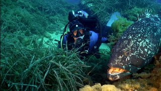 BUCEANDO EN LO DESCONOCIDO El Mero como protagonistabuceo scubadiving freediving [upl. by Prakash]