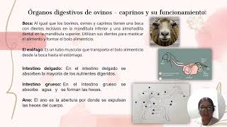 Tarea 4  morfofisiologia poligastricos [upl. by Getraer]