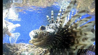 AQUARIUM DE CANET EN ROUSSILLON [upl. by Aivitnahs104]