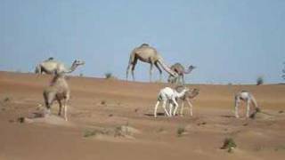 Wild dromedaries in the desert [upl. by Airelav]