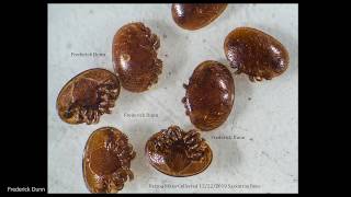 Honey Bees Dead On Landing Boards Saskatraz vs BeeWeaver Varroa Update Cleansing Flights [upl. by Irrek505]