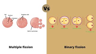 Fission Binary amp Multiple Class 10  How do organisms reproduce [upl. by Mauchi]