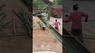 Crushing bamboo and making it into bamboo pulp for papermaking [upl. by Chessy]