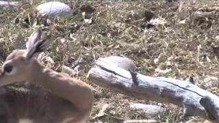 DENVER ZOO CELEBRATES FIRST EVER GERENUK BIRTH [upl. by Archibaldo]