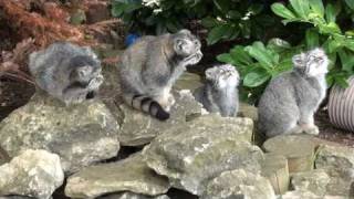 WHF Pallas Cat Kittens 2010  chillin at 3 months old [upl. by Andreana906]