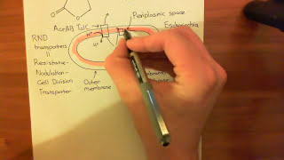 Quorum Sensing in Bacteria Part 2 [upl. by Notsreik]