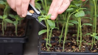 How to Pinch Seedlings for Fuller Growth amp Higher Yields 👌🌿 Garden Answer [upl. by Novj]