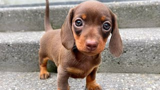 Family Diary Dachshund puppies 6 weeks old [upl. by Ambrosine262]