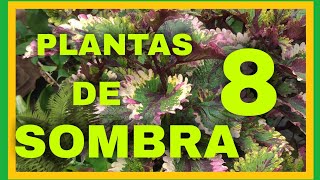 8 PLANTAS DE SOMBRA PARÁ ESAS ZONAS OSCURAS DE TU JARDÍN 🌿🌳🌱 [upl. by Hanonew]