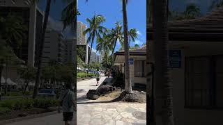 Walking to Waikiki Beach with Monty amp Jasper [upl. by Brittni]