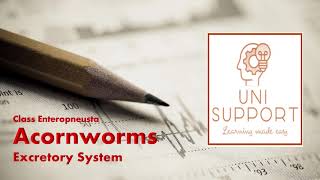 Enteropneusta  Acornworms Excretory System [upl. by Ainehs]