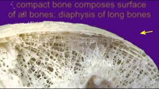 BONE TISSUE SPONGY BONE [upl. by Harlin31]