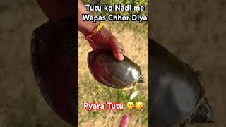 Release Tortoise 🐢❗️Turtle❗️Tutu ko Nadi me Chhor diya 😇❗️Mera Tutu😘 shorts tortoise turtle [upl. by Euqinad]