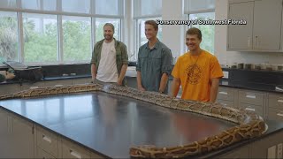 Recordbreaking 19foot Burmese Python captured by Florida hunters [upl. by Crispa]