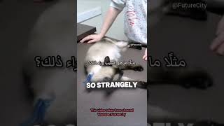 Why Do Cats React This Way When a Clip Is Placed on Their Neck [upl. by Lucine712]