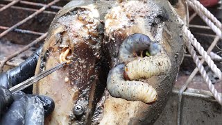 Cut Trim and Cleaning Screw with Wood WAS STUCK IN cows hoof [upl. by Francklyn]