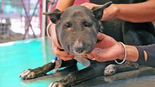 Dog with lifethreatening abscess saved and transformed [upl. by Nnairac873]