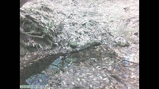 Couple of Copper Pheasants Foraging around Montane Pond in Early Winter [upl. by Ulrich]