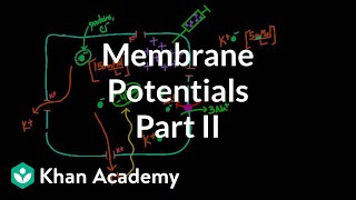 Membrane potentials  part 2  Circulatory system physiology  NCLEXRN  Khan Academy [upl. by Cecilius]