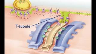 Excitation Contraction Coupling [upl. by Ecidna]