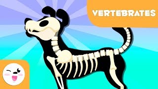 Vertebrate Animals for kids  Introduction [upl. by Scotney150]