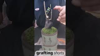 Bonsai tree grafting method unique l grafting shorts [upl. by Rebecca]