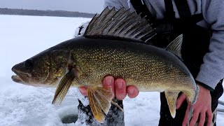 WALLEYE Ice Fishing Action On JAW JACKERS [upl. by Clance]