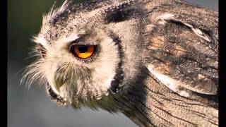 Owls of the Kruger National Park [upl. by Zadoc]