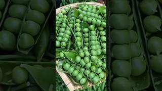 Harvesting Green Peas 💚 shorts youtubeshorts vegetables [upl. by Rednael377]