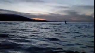 Orcas and Whale on Paddle Board in Raja AmpatMahaRaja Eco Dive Lodge Feb 2020 [upl. by Chuu]