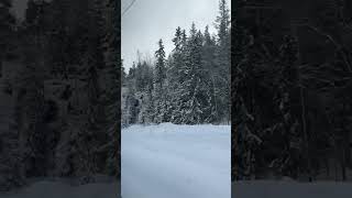 Snow⛄falling ❄ snow snowfall finland viralshorts trendingshorts [upl. by Nigrom]