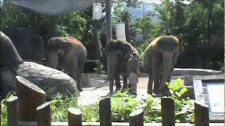 Cincinnati ZooElephantsand Elephant Show [upl. by Eciram524]