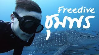 ฟรีไดฟ์ ชุมพร Freedive Chumphon เจอ ฉลามวาฬ ตัวใหญ่ด้วย [upl. by Adorne519]